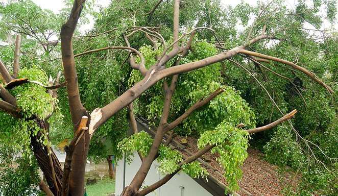 tauranga storm damage tree service second image broken trees