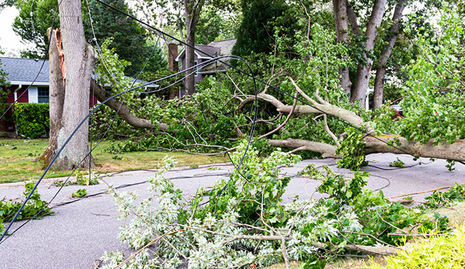 tauranga storm damage tree service
