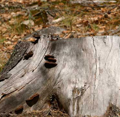 Tree Stump removal