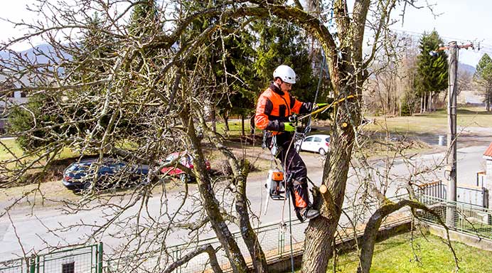 Tauranga Tree Surgeon  about us page - services tree cutting nz
