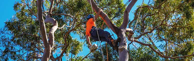 arborist up tree in tauranga trimming and pruning